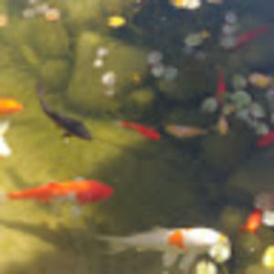 Meet your Posher, A.